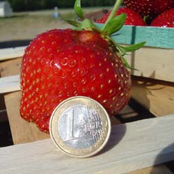 Strawberry plant 'Maxim'
